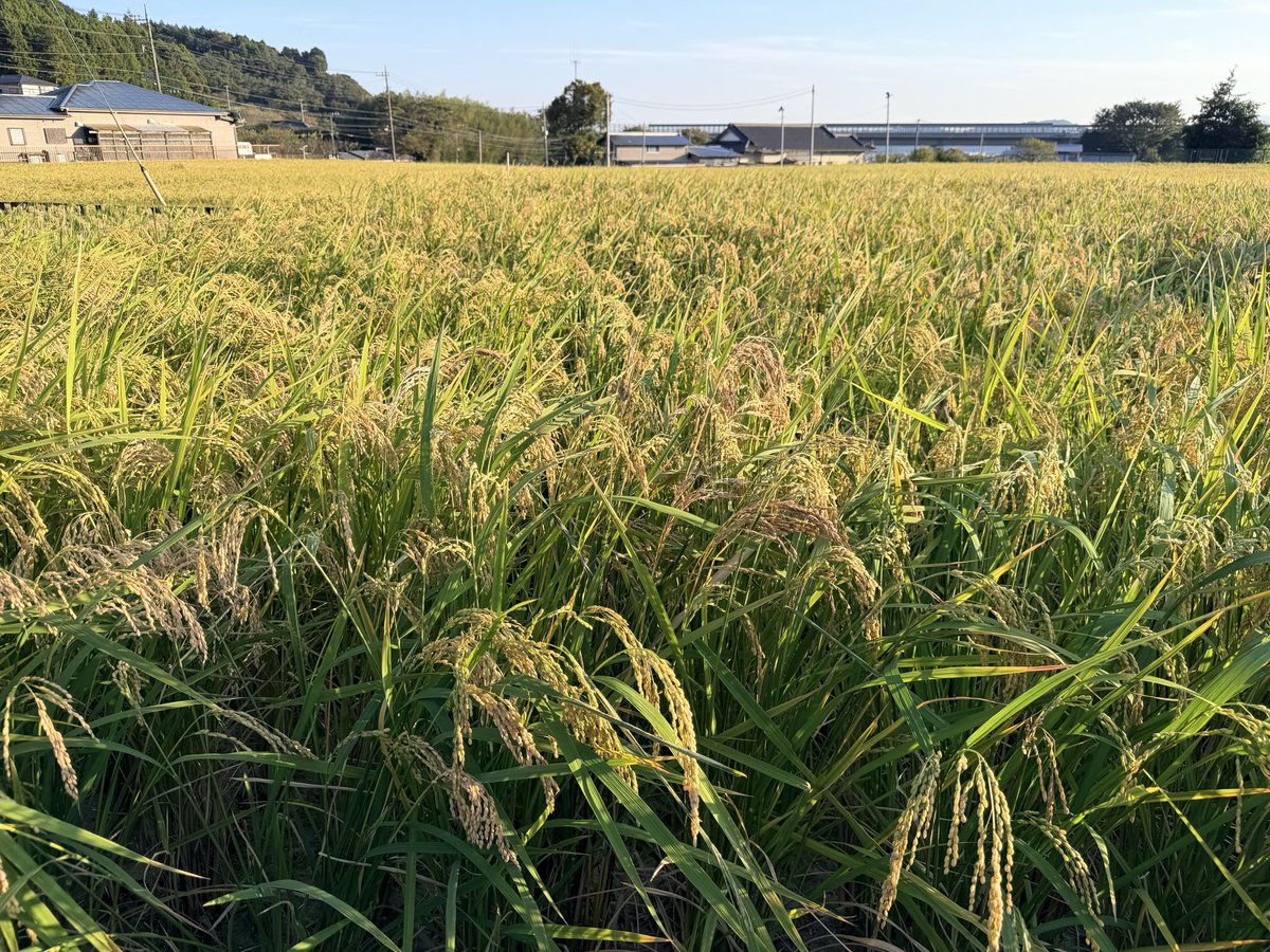 alphaofchildren's tweet photo. よっしゃゃゃー。連日、無農薬でコメ作り。人生をかけて極めたい。日本全国に広めたい。食料自給率の向上。食の安心安全の回復を実現してみせる。どうかみなさんも共に参画してください。 https://t.co/dPf4kYwxsi