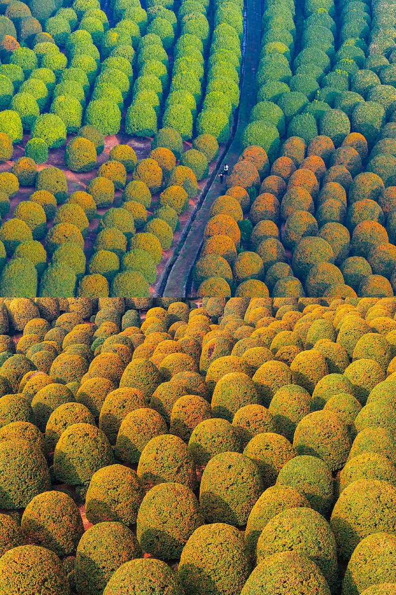 ShanghaiEye's tweet photo. IN PICS: Sculpted osmanthus trees at Gui Bo Garden in #Yuhang, #Hangzhou, are now in full bloom, with rounded green canopies covered in tiny golden flowers. Autumn has its own golden touch! https://t.co/Wnplz0pgkP