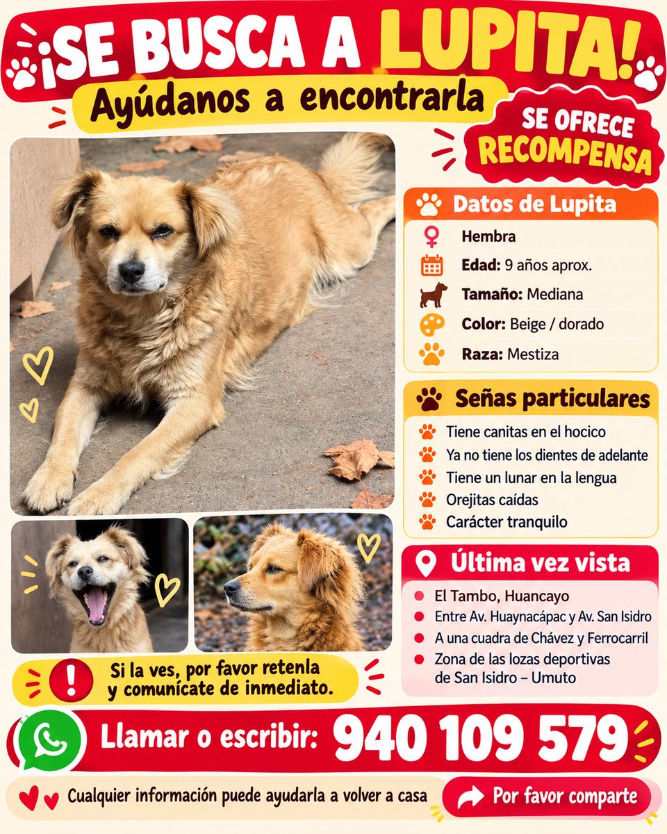 PawFindr's tweet photo. Se busca a Lupita 🥺🙏 Amigos de Huancayo Perú ATENTOS 🚨🔊 COMPARTAN #PawFindr #Mascotas #MascotasPerdidas #ayudaanimal https://t.co/FfZjxoMGJN