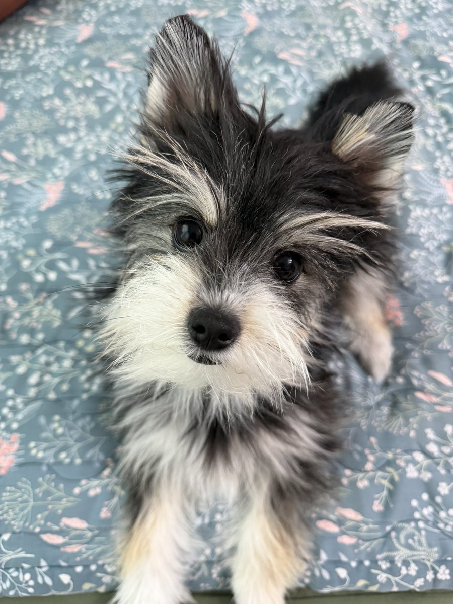 iluvtoto87's tweet photo. 방금 제가 진짜 귀여운 사진을 찍었어요2

두번째 사진이 정말 귀여워요 https://t.co/4lq872WqJi