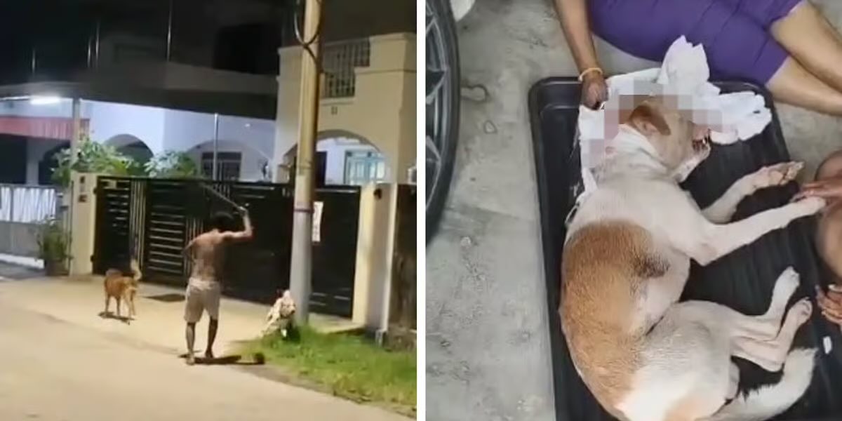 ekstensialsial's tweet photo. PUKUL ANJING SAMPAI MATI

IPOH-Seorang mekanik Keling dijatuhkan hukuman denda RM 20,000 atau dipenjara selama satu bulan kerana memukul seekor anjing dengan batang besi sehingga mengakibatkan kematian haiwan tidak berdosa itu.

M Thineshkumar, 23 tahun mengaku bersalah melakukan jenayah terhadap anjing itu di Taman Arkid, Ipoh. Tindakan lelaki Keling ini jelas menujukkan tiada rasa empati terhadap binatang.

Pertuduhan ke atas pemuda Keling itu dikemukakan mengikut Seksyen 29(1)(a) Akta Kebajikan Haiwan 2015 (Akta 772) yang memperuntukkan hukuman denda tidak kurang RM20,000 dan maksimum RM100,000 atau penjara tidak lebih tiga tahun atau kedua-duanya.

Lelaki Keling itu juga didakwa mengugut ibunya.

#PariahWatch