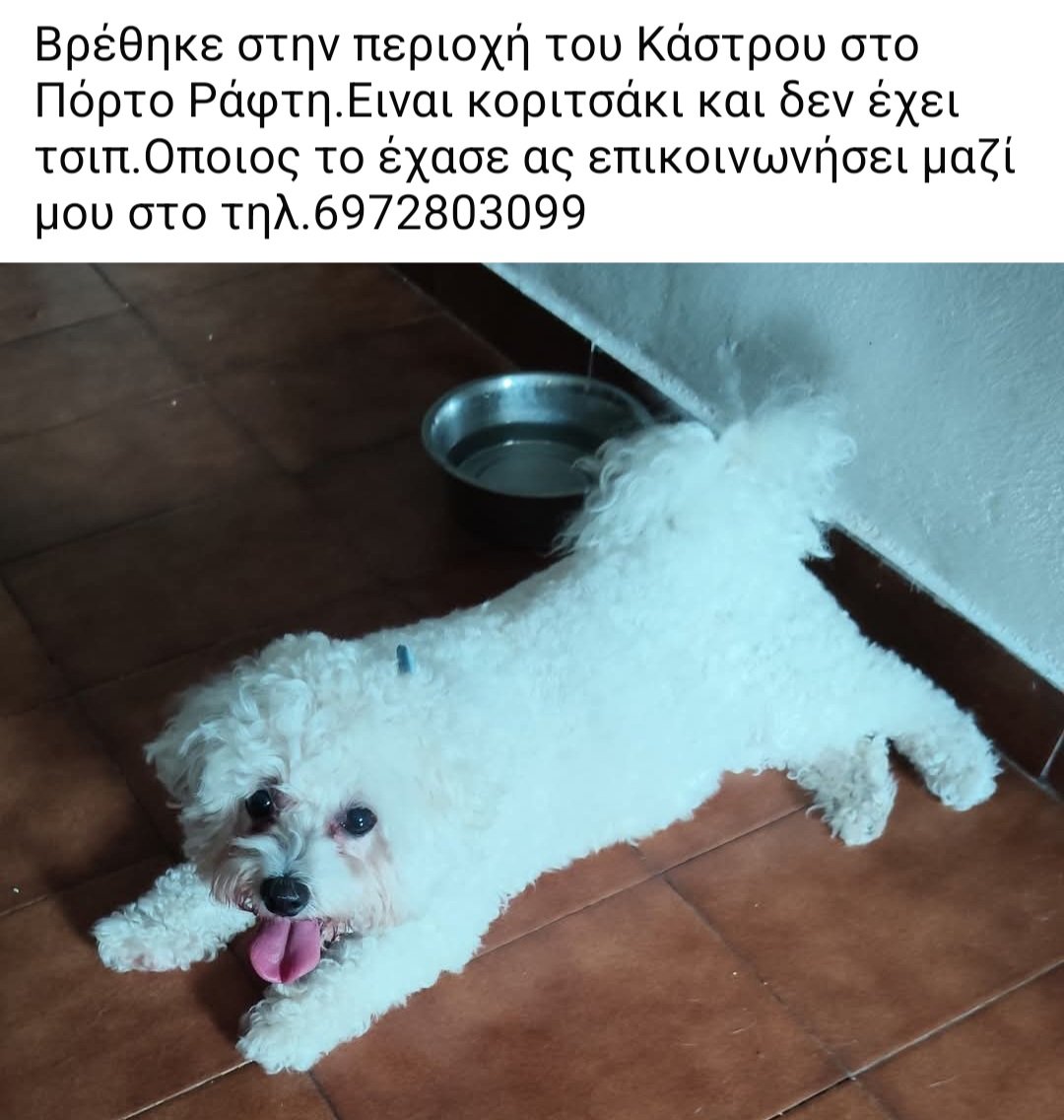 KatKatPt's tweet photo. 🆘️🆘️🆘️
Βρέθηκε στην περιοχή του Κάστρου στο Πόρτο Ράφτη 
Είναι κοριτσάκι χωρίς τσιπ
Αν κάποιος το αναζητεί ή έχει κάποια πληροφορία να καλέσει στο τηλ
Rt 🙏 🙏 🙏 https://t.co/AEEetjgZ6k