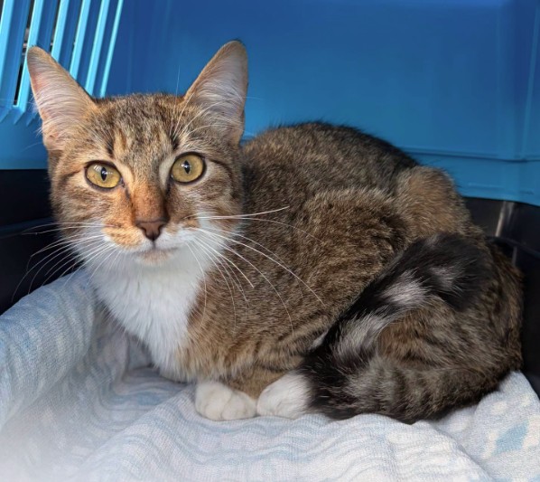 MissingTarn81's tweet photo. 13.10.26 Trouvé jeune chat (max 6 mois) tigré/blanc à Labruguière. Bassin fracturé. Pris en charge par l'asso : https://t.co/3h8DirjkDt #Tarn https://t.co/VdsRzilCHD