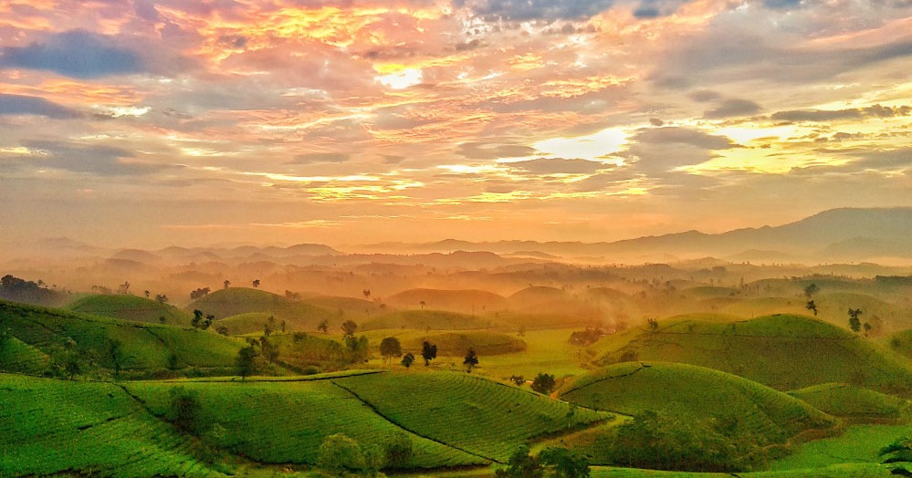 PintoJoaquin's tweet photo. Long Coc Tea Hills in Phu Tho offer a serene escape with emerald-green domes, morning mist, golden sunlight, and the peaceful rhythm of local tea farmers. A dreamlike glimpse of Vietnam’s countryside. https://t.co/Q74jgqM2iV