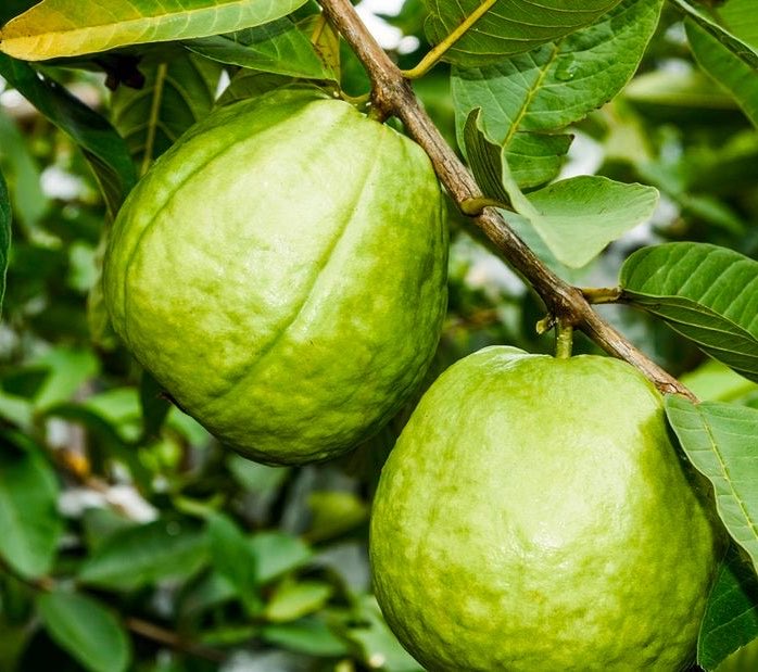 Kapital_DM's tweet photo. Who else has noticed that Guava is going into extinction. Growing up, the fruit used to be everywhere. Now you hardly see the fruit and the ones that are available in the market are imported from other countries 😰 https://t.co/xC1k5Q3cRs