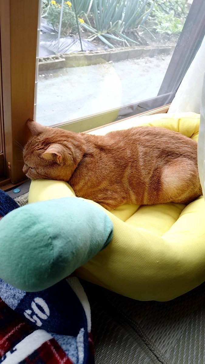 GoldMomonga's tweet photo. バナナ🍌ベットでお昼寝中😴
いつも来てくれる郵便屋さんが外から写真撮ってました(笑)
#猫好きさんと繫がりたい𓏲𓎨 
#ねこのいる幸せ 
#猫のいる暮し 
#マンチカン #茶トラ https://t.co/4sizI5CyV8