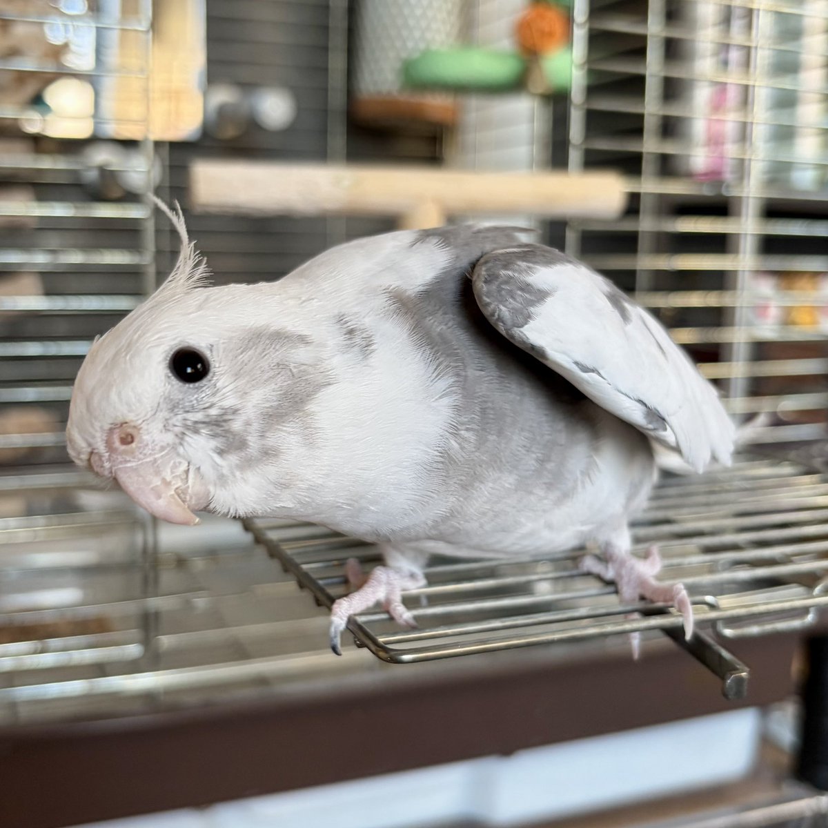 torinosuke40's tweet photo. 岩手県北上市にて迷子のオカメインコを探してます

名前:びったん
居なくなった日:2026.10.8

情報ありましたらDM下さい🙇
#迷子鳥　#オカメインコ　#北上 
#鳥 #迷子 https://t.co/F7s7yDQF2n