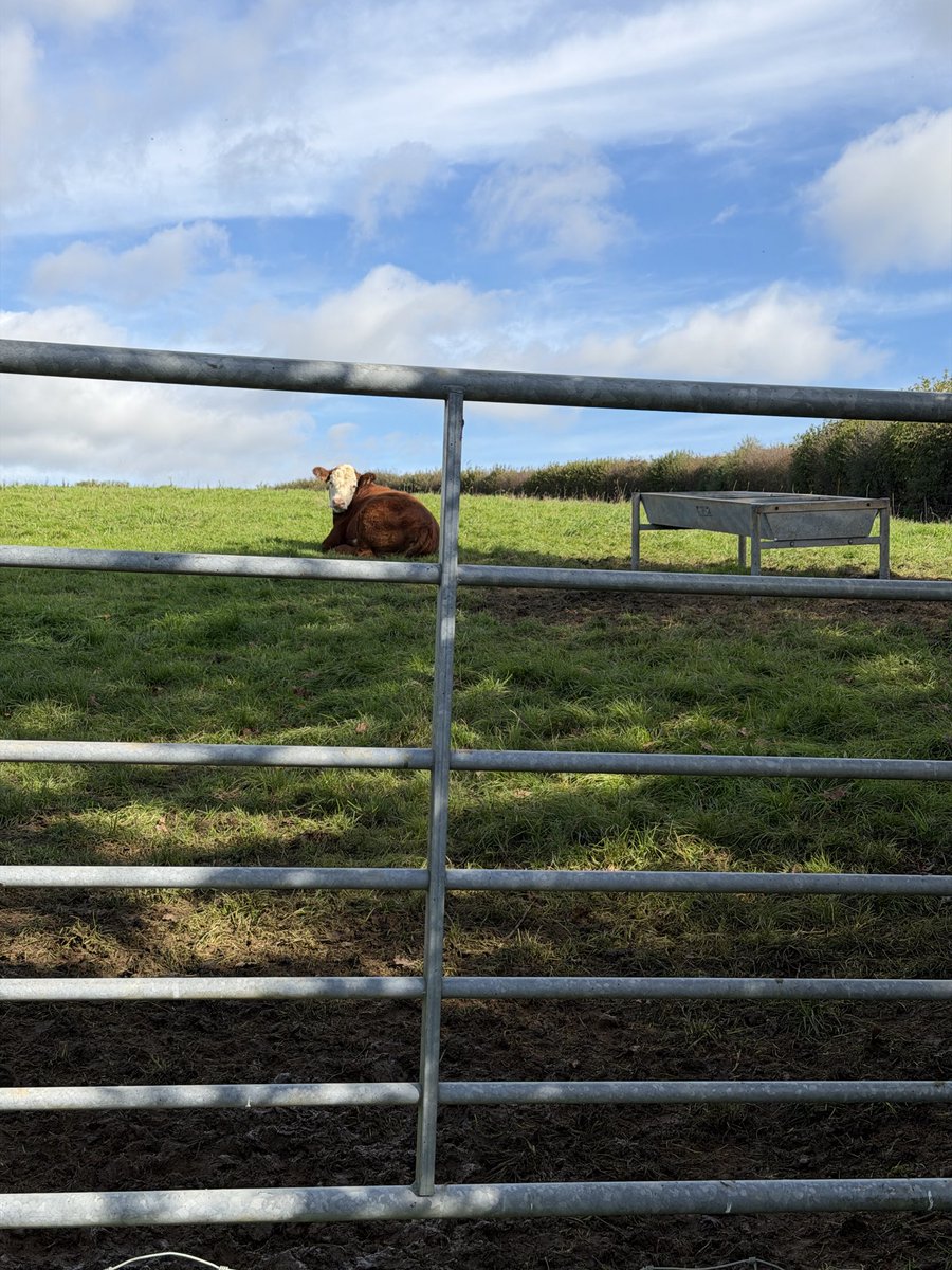 nellandsara's tweet photo. Sara thinks the cows are spying on the dogs. Do you agree?
https://t.co/r3FNDmtS3B
#dogs #cows #spies https://t.co/bAUqLyjFNa