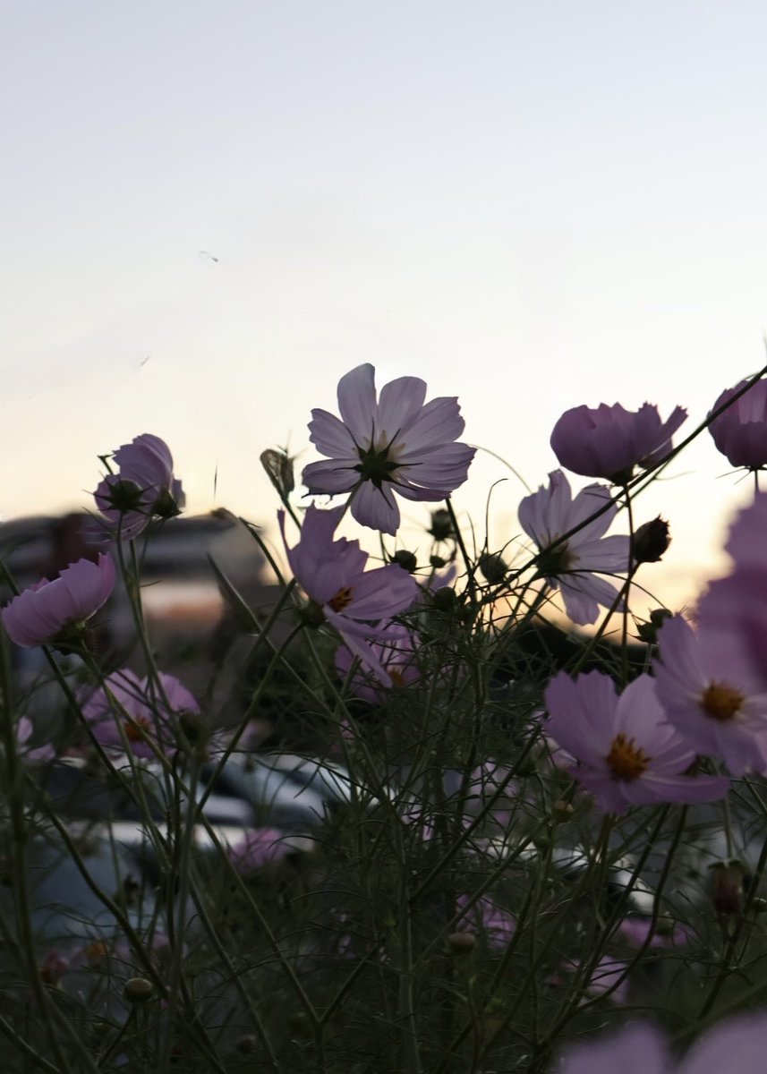 ne56chan1's tweet photo. 今日も一日お疲れ様でした🌿
#コスモス #夕暮れ #キリトリセカイ https://t.co/ufNA2KWlfJ