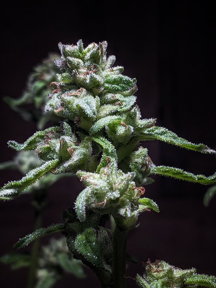 Flowery420's tweet photo. Super Lemon Haze 🍋‍🟩 🍋

Seis Pés Seeds 🇧🇷 🏝️ 

#CannabisCommunity 
#cannabisculture
#grow
#growyourown
#prenseed
#maconha
#weed https://t.co/FO77MJVcOJ