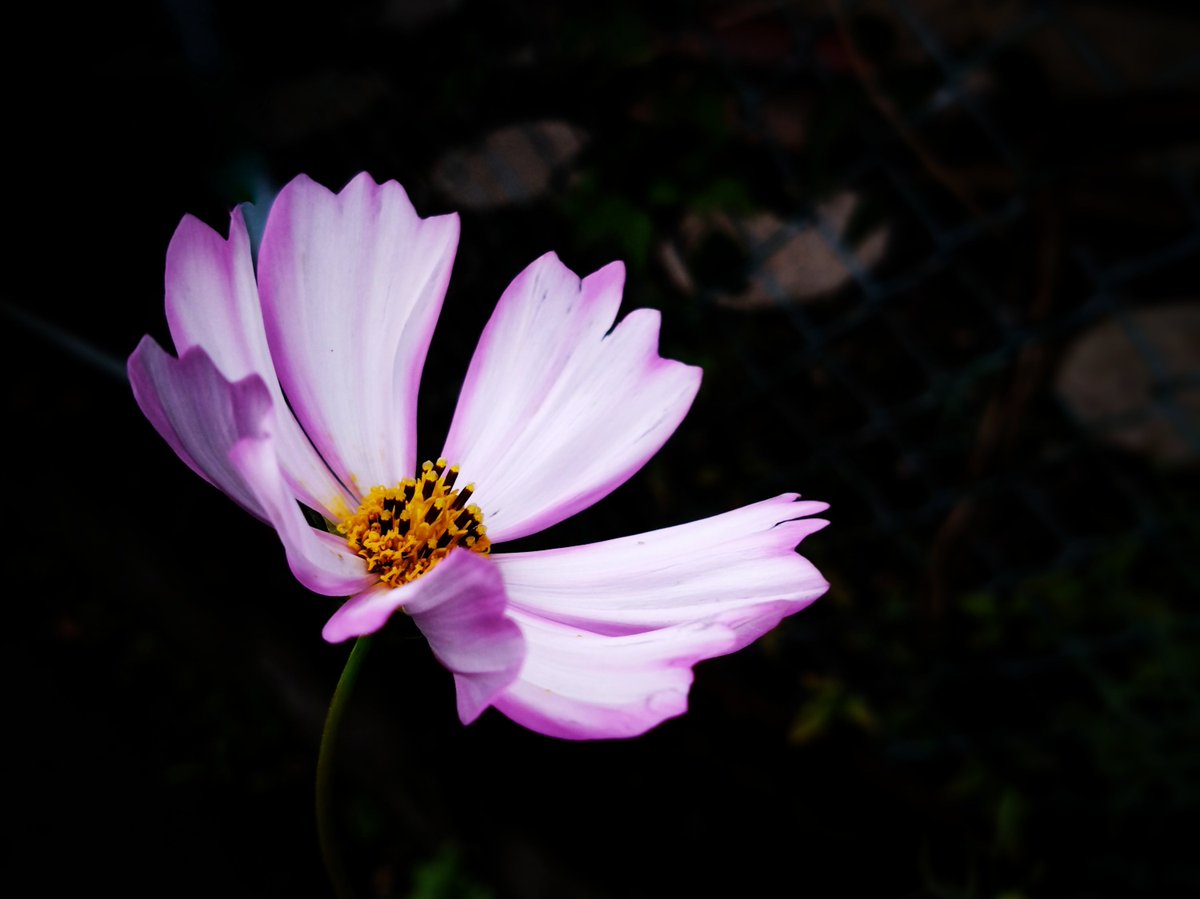 deep_blue_tiles's tweet photo. タスケテが言えないのは
たすけられ方を知らないからで
あなたのせいじゃない
だれのせいでもない
強いて言うなら
こんなわたしのせい

#路傍の宝石 https://t.co/OTQQIvOsSJ