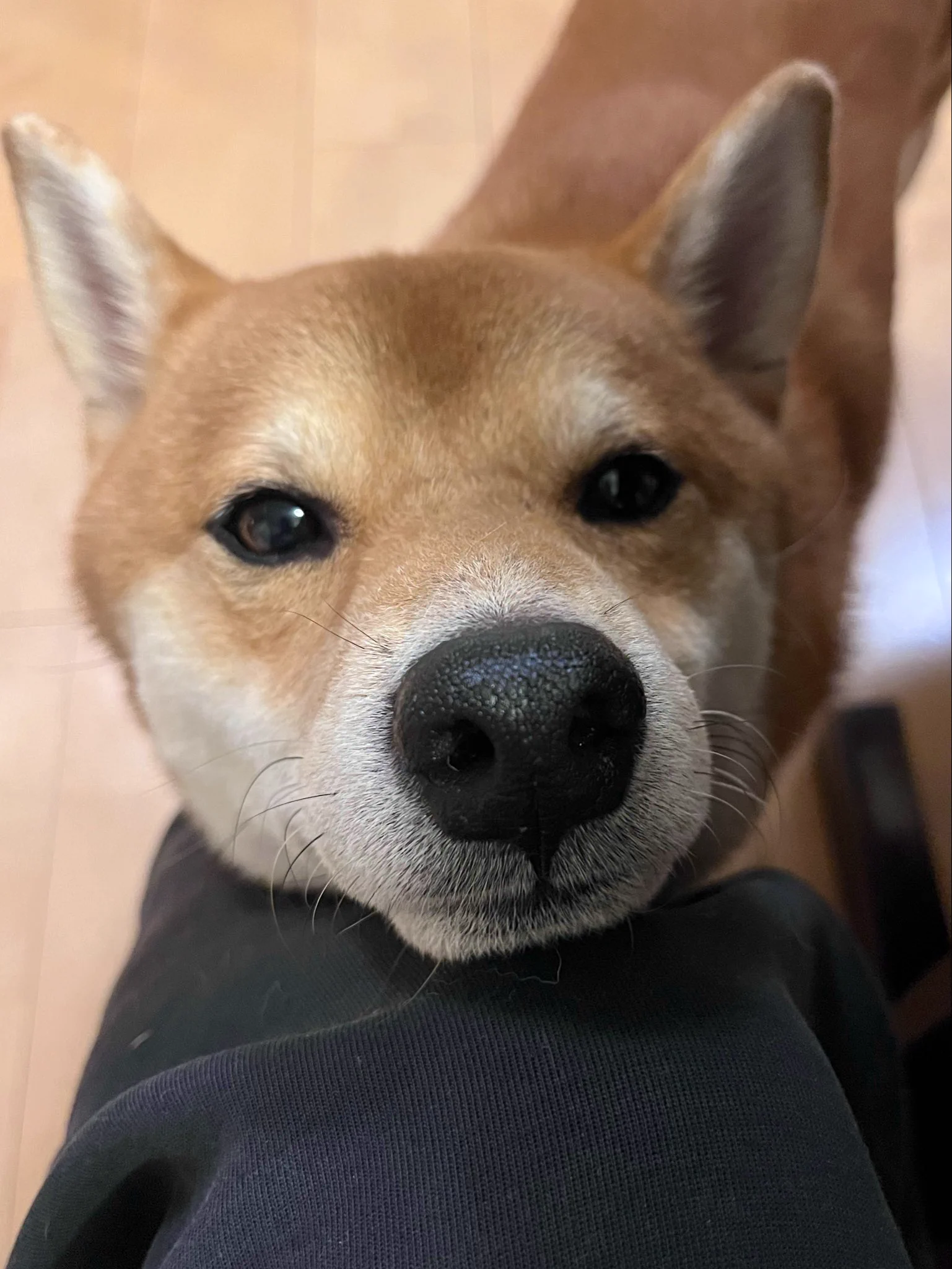 柴犬SHUNくん on X: 