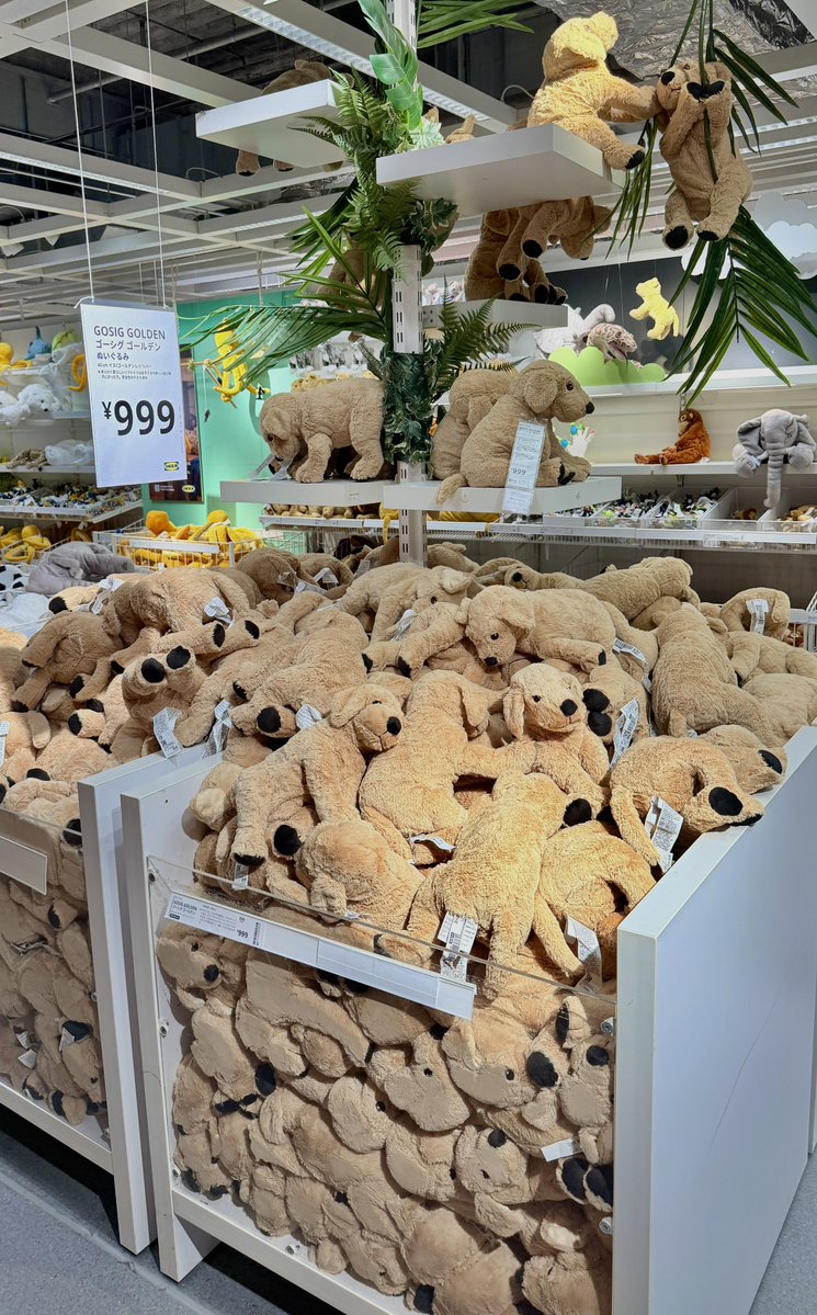 Marin_NVR's tweet photo. IKEAの「GOSIG GOLDEN」のぬいぐるみ🧸🐶
長年愛され続けているロングセラー商品なので、愛犬のお友達としておうちに迎えているご家庭も多いのではないでしょうか？🐾💕

#GOSIGGOLDEN #犬のいる暮らし #犬好きさんと繋がりたい https://t.co/cmRccPf0OH