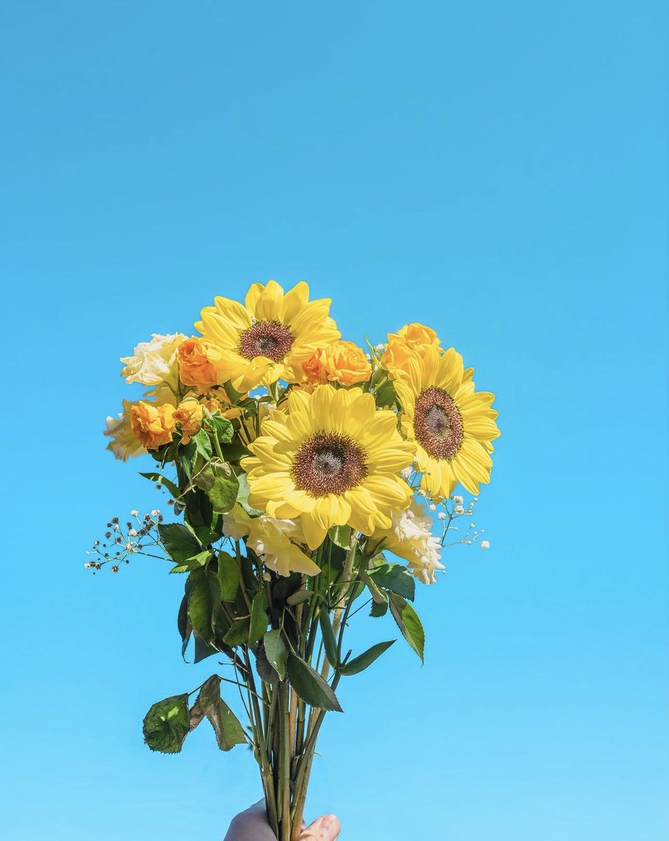 sunflowerchives's tweet photo. Happiness in yellow✨ https://t.co/9ZcrHcd6Yp
