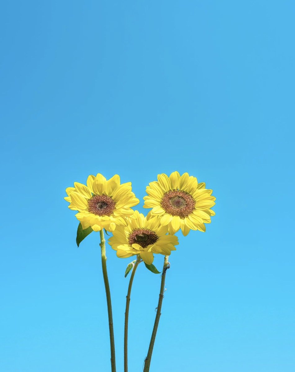 sunflowerchives's tweet photo. Happiness in yellow✨ https://t.co/9ZcrHcd6Yp