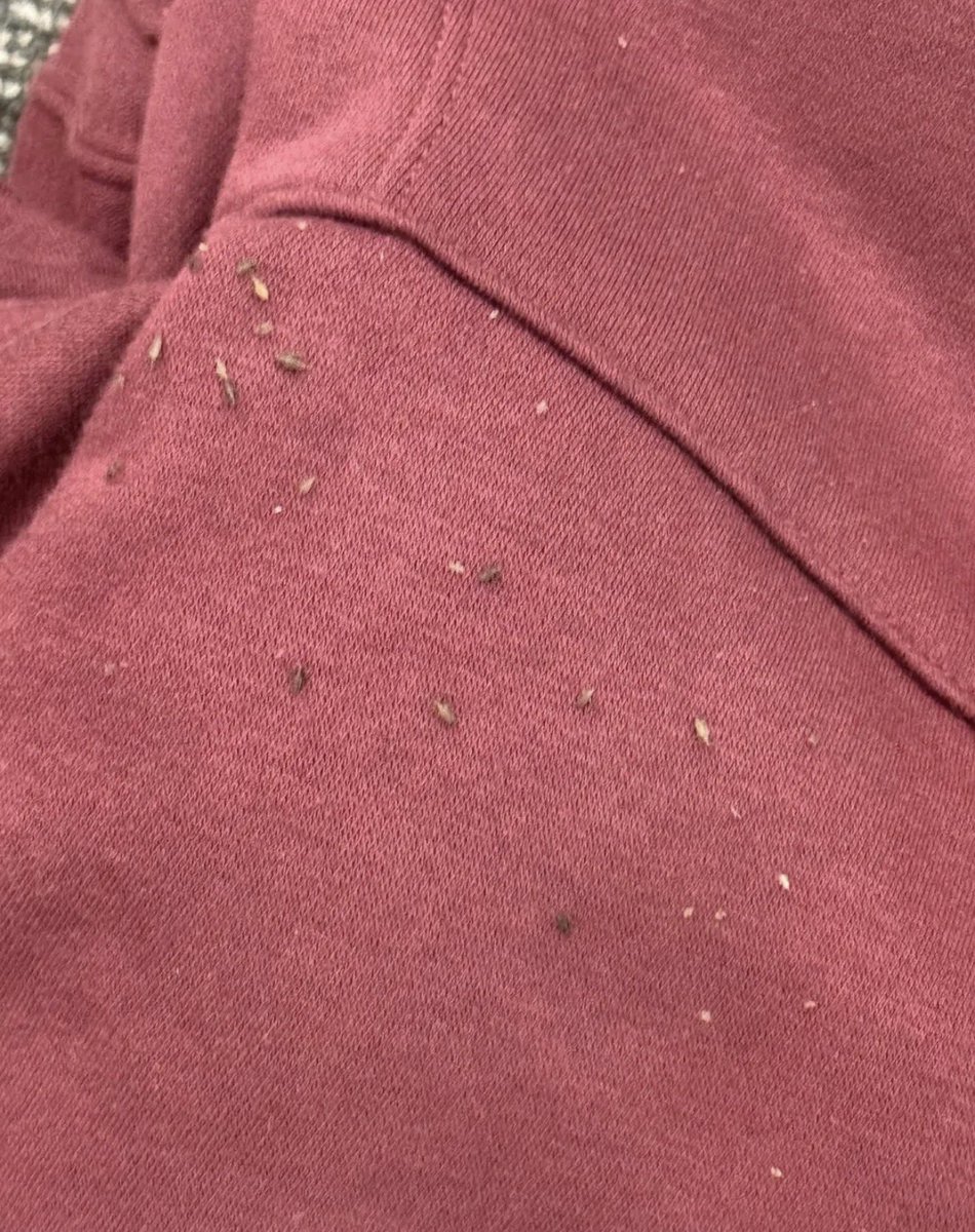 Dreamyduusk's tweet photo. i let a coworker borrow my hoodie because she said she was freezing. she returned it at the end of the shift, and i tossed it into my backpack without even looking. later that night, i pulled it out to wash it and found these tiny things all over the fabric. i swear they weren't there before. now i'm wondering if i should ask her what happened or just throw the hoodie away. has anyone ever seen anything like this?￼