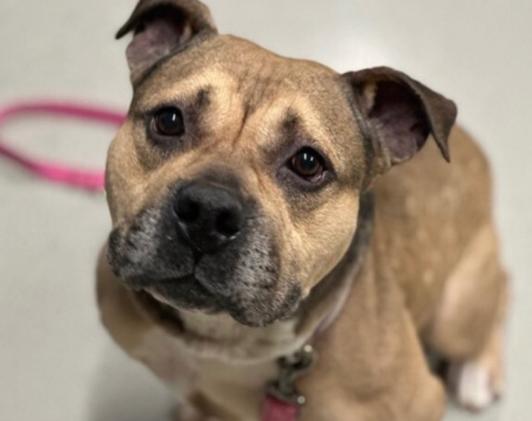 NMBewitched's tweet photo. #TuesdayCelebrations
Chop was #Adopted🎉
Day 178 was the lucky one🍀
May this slayer of hearts continue his mission in security & love
Village, tysvm🙌 https://t.co/EOgmv29Q8S