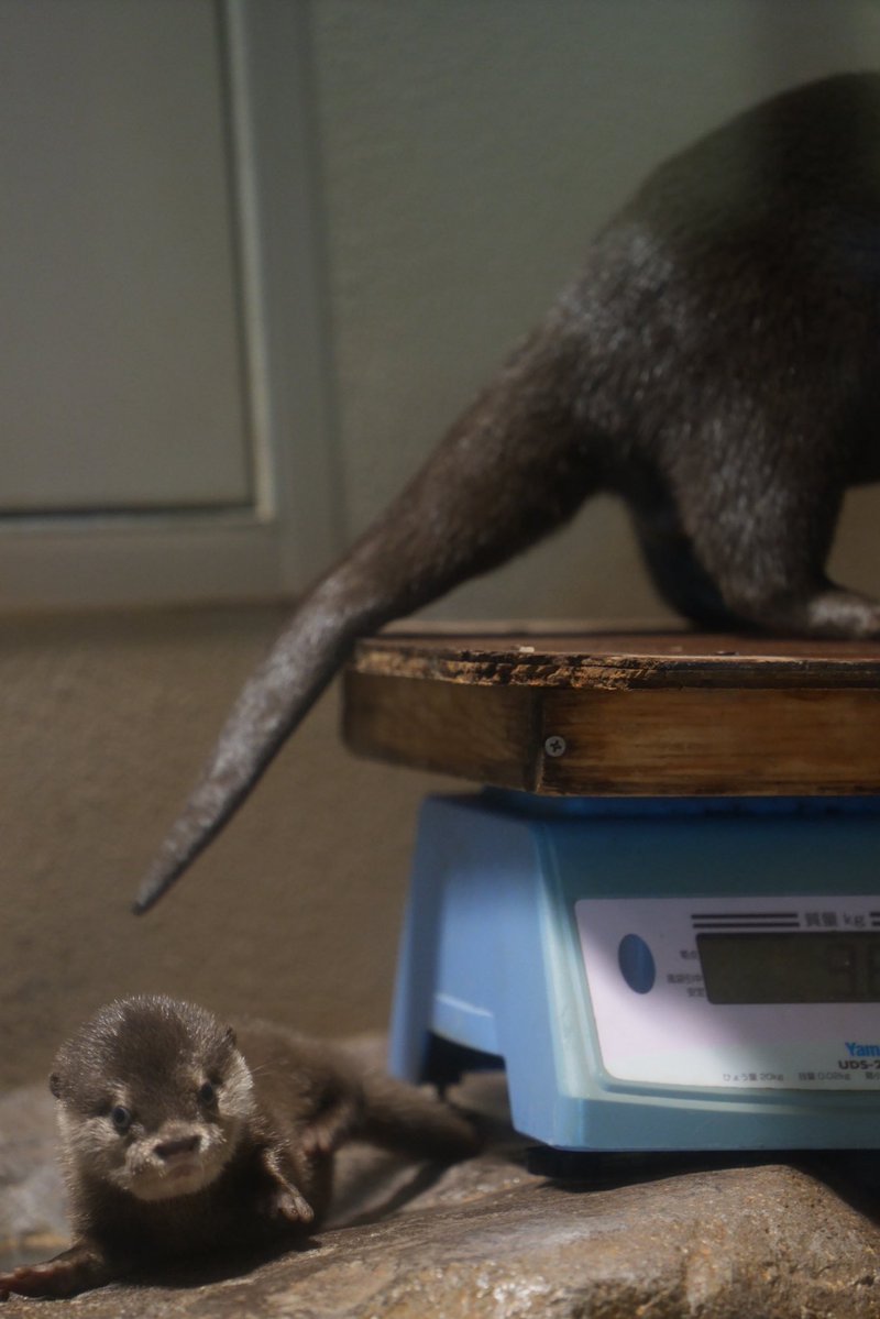 uso_otter's tweet photo. この後もぺしょっとしてしまって可愛かったのでTL浄化がてら https://t.co/4BGvrbKLmO