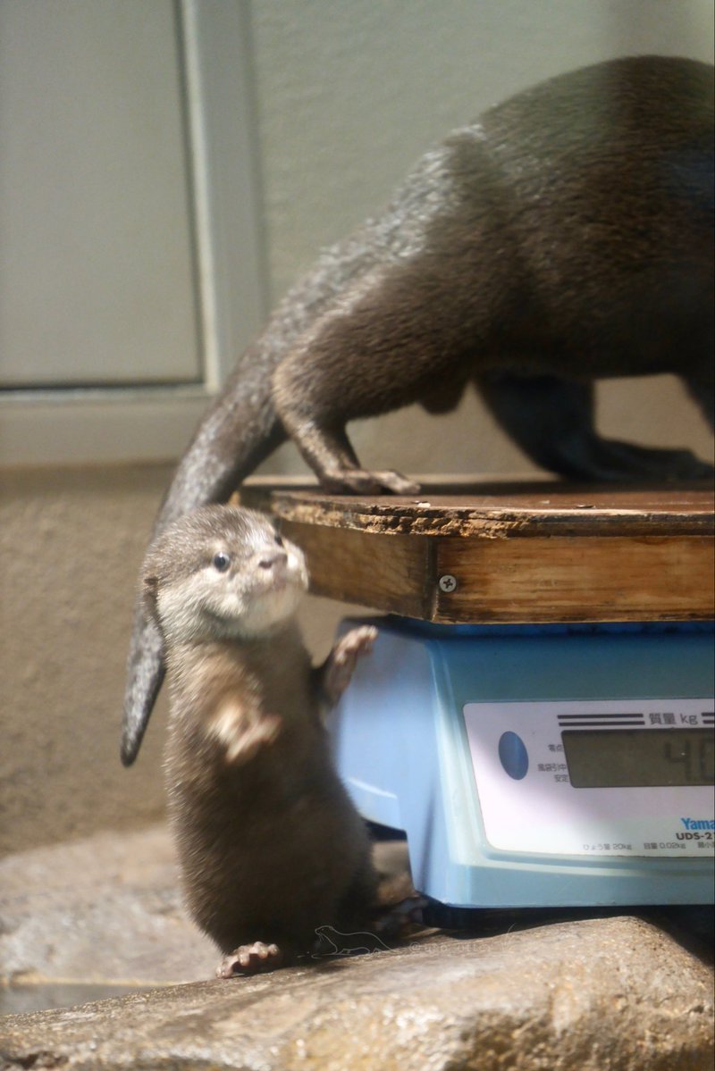 uso_otter's tweet photo. この後もぺしょっとしてしまって可愛かったのでTL浄化がてら https://t.co/4BGvrbKLmO