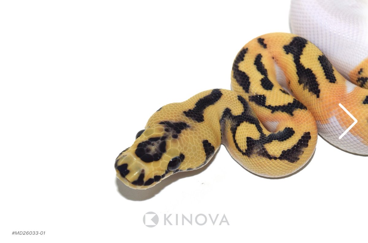 06importservice's tweet photo. 【KINOVA】

1.0 DG Clown Pied Het VPI Axanthic

¥2,079,726〜2,873,803円

個体セレクトのご相談も可能です。
お問い合わせは、公式LINEより承っております。

#KINOVA
#ボールパイソン代行輸入便
#ボールパイソン
#Ballpython
#06shockwav https://t.co/xkoxGzTe2L