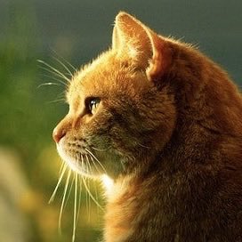 1oo_Gu's tweet photo. 그럼 이게 안 좋냐? https://t.co/jJdPhJZn4J