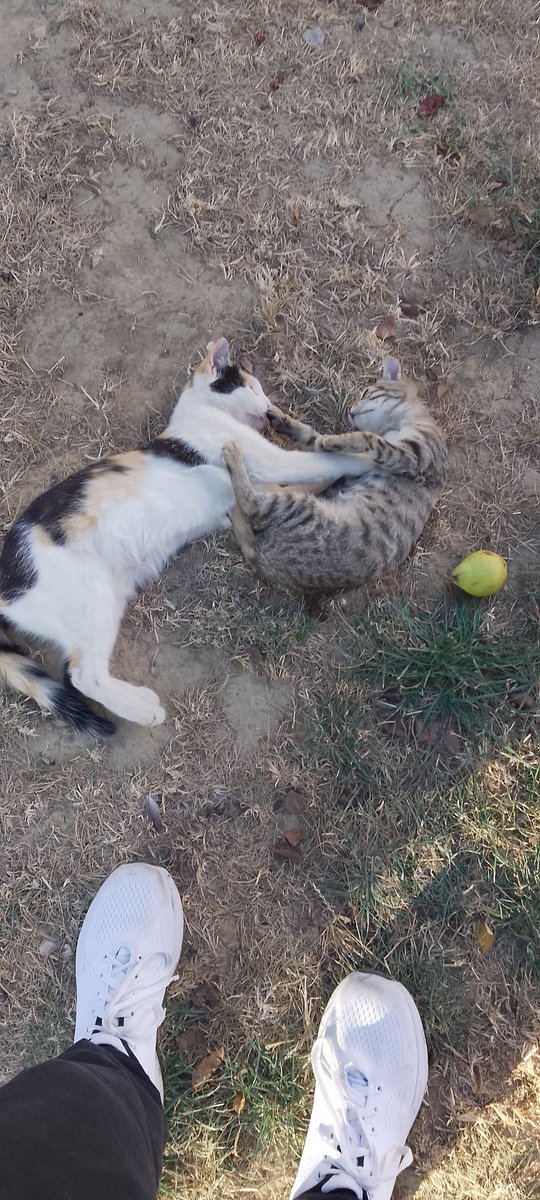 miaulycatreal's tweet photo. @hokkori_buzz cats are mandatory https://t.co/ky0O40vUJ4