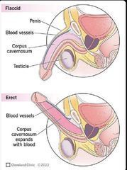 MiyaSextoys's tweet photo. Good morning squad ☀️🛏️💪
Woke up like this 😇
Science said “say less” 📈🔥🍆
#RiseAndShine #Meme #Relatable #Anatomy #grool #nsfwtwt #goonette #Science #PenisScience #NSFWHumor https://t.co/31he5sz8xe