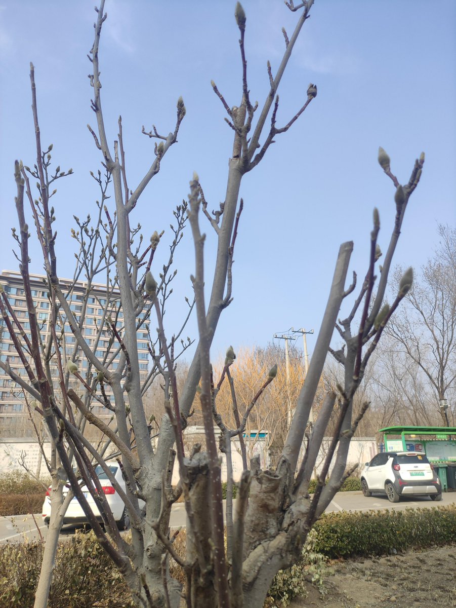 ddls51506744's tweet photo. [某の街路樹の下に、一輪の可憐な花が咲いていた。] https://t.co/oBXWpNIr2z