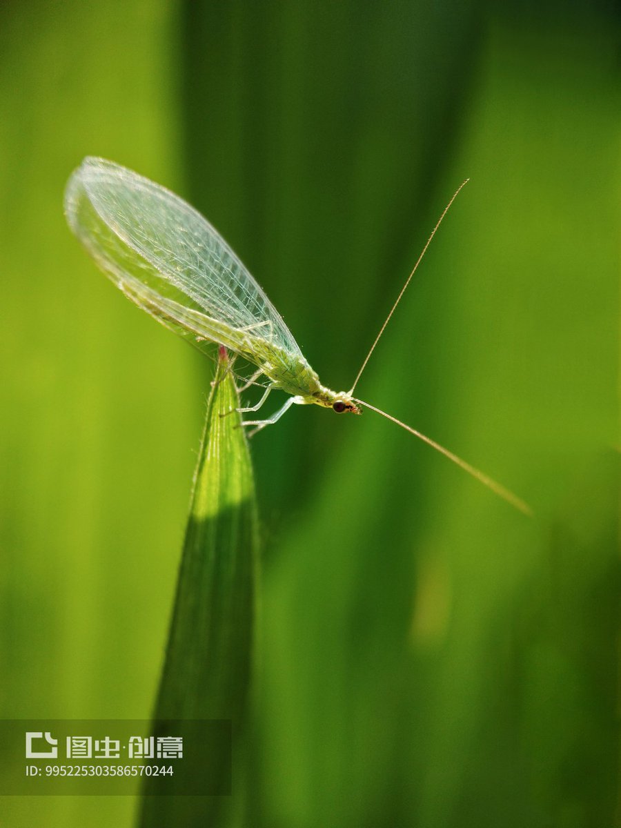 rtxTfGMFmQa99PE's tweet photo. 今日发现名为慷澄蚜撕的小生物，模样新奇，在叶片上轻轻蠕动，好想凑近好好观察！ https://t.co/SBUkUYLul0