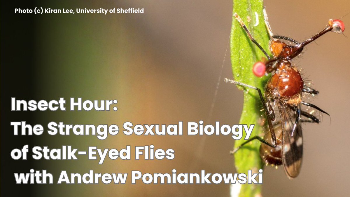 RoyEntSoc's tweet photo. 🚨 Tomorrow's the big day! Join us for #InsectHour: The Strange Sexual Biology of Stalk-Eyed Flies with Prof. Andrew Pomiankowski @ucl &amp; discover the forces behind some of the most extraordinary eyes in the insect world.

🎟️ There's still time to register

https://t.co/fwsz69KpAe https://t.co/sq2dA0cVBh