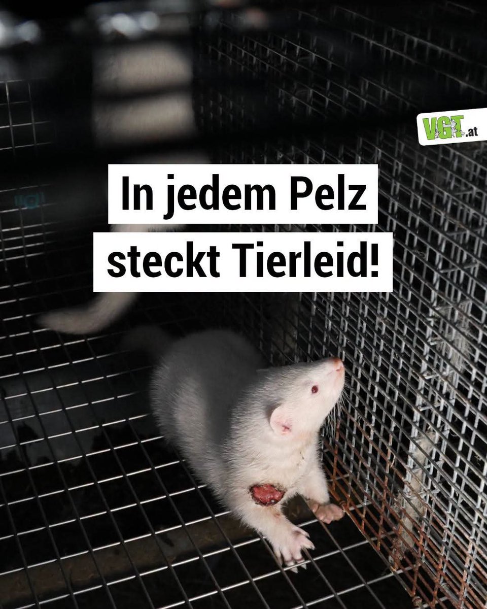 yolandaschultes's tweet photo. Tierpelz-Produkte kommen leider wieder in Mode 😥 Vielen Menschen scheint heutzutage nicht mehr bewusst zu sein, welches unvermeidliche Tierleid in der Pelzproduktion steckt.

👉 Die Tiere (z.B. Nerze, Füchse, Chinchillas oder Marderhunde) werden in kleinen Käfigen gehalten. Artgerecht ist das absolut nicht. Die Tiere leiden immens.

👉 Die Haltungsbedingungen sind so grausam, dass Kannibalismus und schlimme Verletzungen an der Tagesordnung sind.

👉 Die Tötungsmethoden sind unglaublich qualvoll, ob mit Vergasungen, Stromschlägen oder sogar dem Erschlagen.

Auch kleine Pelz-Applikationen wie Bommel oder Krägen unterstützen diese tierquälerische Industrie.

Das Foto zeigt eine Nerzhaltung in Dänemark, 2025.