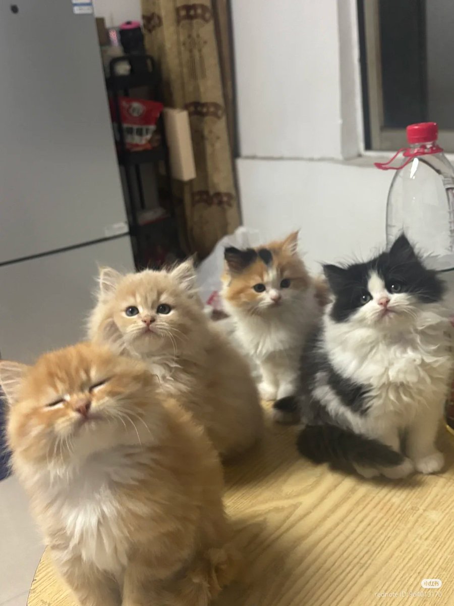 nocontextscats's tweet photo. choose your favorite! https://t.co/nWSbQx85t3