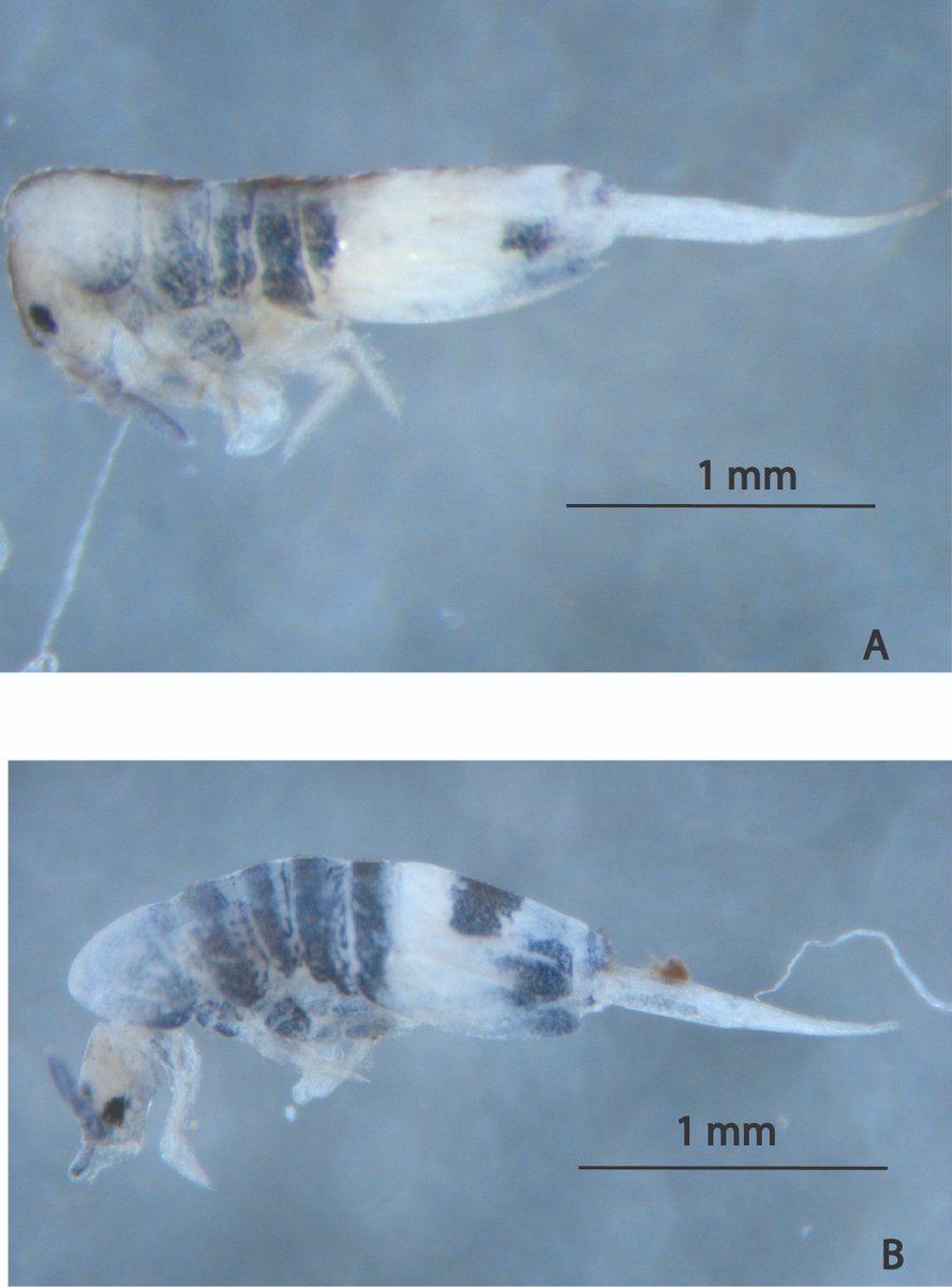 BioDataJournal's tweet photo. Two new #springtail species have been described from Colombia as part of an ongoing revision of Neotropical Lepidocyrtus. Lepidocyrtus deiverandersoni and L. rosanae are told apart by tiny differences in their bristle patterns under the microscope.

https://t.co/pBfxhPUfMq https://t.co/nTRiVu08hN