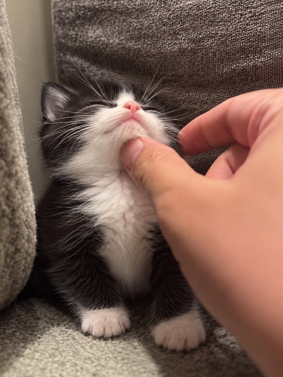 BestOfMeow's tweet photo. https://t.co/K8EkBvE9qd
