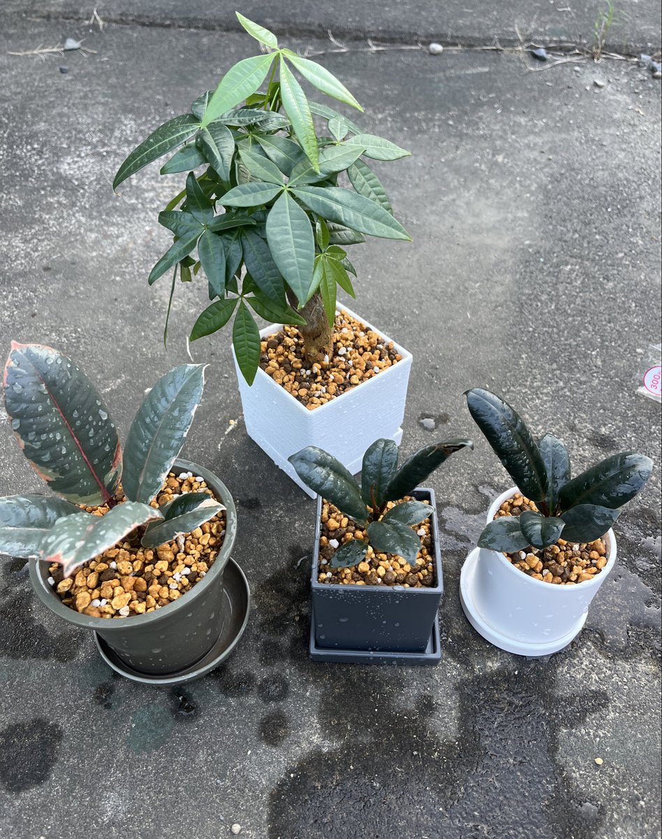 72harven's tweet photo. 今日の収穫フィカス
水耕栽培パキラ植え替え https://t.co/KES2OG6e18