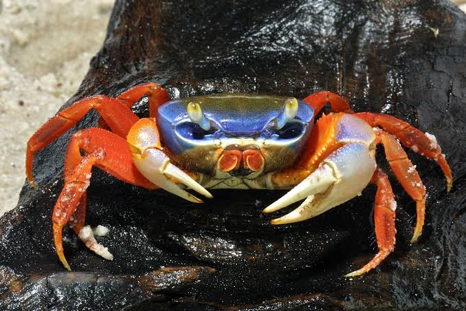 brivael's tweet photo. Pourquoi la majorité des Français reste bloquée dans la médiocrité, et comment en sortir.

Je vais être brutal, parce que la gentillesse n'a jamais sorti personne d'un seau.

La France n'est pas médiocre par manque de talent. On a les meilleurs ingénieurs du monde, des mathématiciens à chaque génération de médailles Fields, des écoles que la Silicon Valley vient piller. La France est médiocre par choix mental. Une majorité de gens ont installé dans leur tête un logiciel qui les condamne à stagner, et ils le défendent comme une vertu.

Ce logiciel a trois noms. La pensée à somme nulle. Le panier de crabes. Et la mentalité gauchiste, et je ne parle pas d'un parti : je connais des électeurs de droite qui l'ont en eux jusqu'à l'os.

Le diagnostic d'abord.

En 1965, l'anthropologue George Foster décrit "l'image du bien limité" dans des sociétés paysannes : tout ce qui a de la valeur existe en quantité finie, donc si ton voisin gagne, c'est qu'il t'a pris. Soixante ans plus tard, c'est le fond de l'air français. Le patron qui gagne a "exploité". Le créateur qui réussit a "eu de la chance". Le riche a "volé". Celui qui lève des fonds "va se planter". Personne ne se demande comment la valeur a été créée, tout le monde se demande à qui elle a été prise.

Ce n'est pas une intuition. Stefanie Stantcheva et ses co-auteurs à Harvard ont montré que la pensée à somme nulle est fortement liée à l'histoire de mobilité des familles : quand ta lignée n'a pas vu l'ascenseur social fonctionner, tu finis par croire que le monde est un gâteau fixe. Benjamin Friedman l'avait écrit dès 2005 : les sociétés en croissance deviennent ouvertes et généreuses, les sociétés stagnantes deviennent rancunières et obsédées par la répartition.

Ajoutez à ça un État qui pèse autour de 57 % du PIB, l'un des niveaux les plus élevés du monde développé. Quand la moitié de la richesse transite par un guichet, la manière la plus rentable de s'enrichir n'est plus de créer, c'est de se placer au bon endroit dans la file de redistribution. La politique devient une guerre pour les miettes. Et une société qui se bat pour les miettes produit exactement les gens qu'elle mérite : méfiants, jaloux, et persuadés d'être lucides.

Tocqueville l'avait vu il y a deux siècles. Les peuples démocratiques ont une passion pour l'égalité plus ardente que pour la liberté. La France a poussé ça jusqu'à la caricature : on préfère que tout le monde stagne ensemble plutôt que voir un seul d'entre nous s'envoler.

Résultat : le pays le plus doué d'Europe exporte ses meilleurs cerveaux à Londres et à San Francisco, et garde ceux qui expliquent pourquoi ça ne marchera pas.

Maintenant, le guide pour en sortir. Rien de tout ça ne demande une réforme de l'État. Ça commence dans ta tête, ce soir.

Arrête de regarder l'assiette des autres. Chaque minute passée à commenter la réussite d'un autre est une minute volée à la tienne. Celui qui compte les likes des autres n'a jamais construit quoi que ce soit qui mérite d'être liké.

Remplace "il a eu de la chance" par "comment il a fait". C'est la phrase la plus rentable de la langue française. La première te rend amer, la seconde te rend compétent. Le jaloux et l'apprenti voient la même chose, seul l'un des deux progresse.

Comprends que la richesse se crée. Google n'a rien pris à personne : il a fait apparaître des centaines de milliards de valeur qui n'existaient pas. Paul Graham appelle l'erreur inverse "the pie fallacy". Tant que tu crois que le gâteau est fixe, tu passeras ta vie à négocier ta part au lieu d'en cuire un.

Arrête de demander la permission. La mentalité de guichet t'apprend à attendre qu'une institution valide ton existence : un diplôme, un concours, un statut, une subvention. Les gens qui changent les choses n'attendent pas. Ils construisent, ils publient, ils vendent, et la légitimité arrive après.

Fais la paix avec l'échec, pas avec la médiocrité. En France, se planter est une honte et ne rien tenter est respectable. C'est exactement l'inverse de ce qui fonctionne. Un échec, c'est des données. L'inaction, c'est de la décomposition lente.

Produis plus que tu ne consommes. Écris, code, filme, vends, lance. Chaque jour où tu crées quelque chose, tu sors un peu plus du seau. Chaque jour où tu ne fais que consommer et commenter, tu t'y enfonces.

Change d'entourage s'il le faut. Tu deviens la moyenne des gens qui t'entourent. Si ton cercle ricane à chaque ambition, il ne te protège pas, il te garde au fond. Trouve ceux qui disent "vas-y" au lieu de "t'es sûr ?".

Félicite. Sincèrement. Quand quelqu'un réussit, dis-le. Pas par politesse, par intérêt bien compris : un écosystème où les gens réussissent est un écosystème où toi aussi tu peux réussir. À San Francisco, on présente des inconnus, on aide des concurrents, on investit dans des gens qu'on vient de rencontrer. Ce n'est pas de la naïveté, c'est de l'arithmétique à somme positive.

Assume l'ambition, publiquement. Le Français moyen cache ses rêves pour ne pas être moqué. Résultat, il ne les réalise jamais. Dis ce que tu veux construire, et laisse les crabes ricaner. Leur avis ne vaut que ce qu'ils ont eux-mêmes construit.

La vérité qui dérange, c'est que personne ne viendra te sortir de là. Ni l'État, ni ton patron, ni le prochain président. La médiocrité française n'est pas une fatalité imposée d'en haut. C'est la somme de millions de petits renoncements quotidiens, de ricanements, de "pour qui il se prend", de "ça ne marchera jamais".

Le pays changera le jour où assez de gens arrêteront de tirer les autres vers le fond et commenceront à grimper.

Trois mots pour commencer : "Félicitations, apprends-moi."
