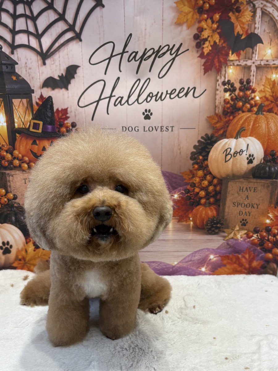the_cavapoo tweet picture