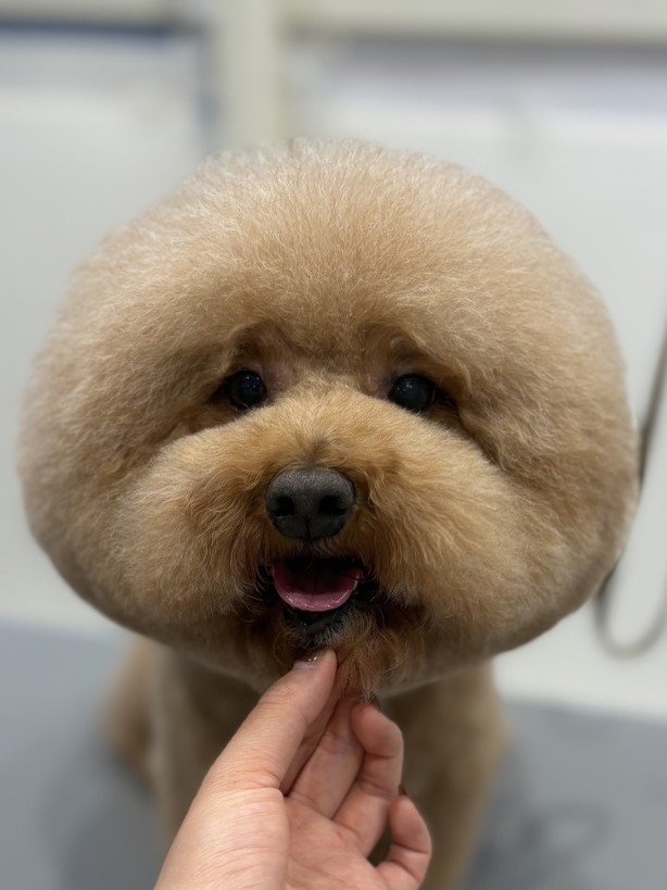 the_cavapoo tweet picture