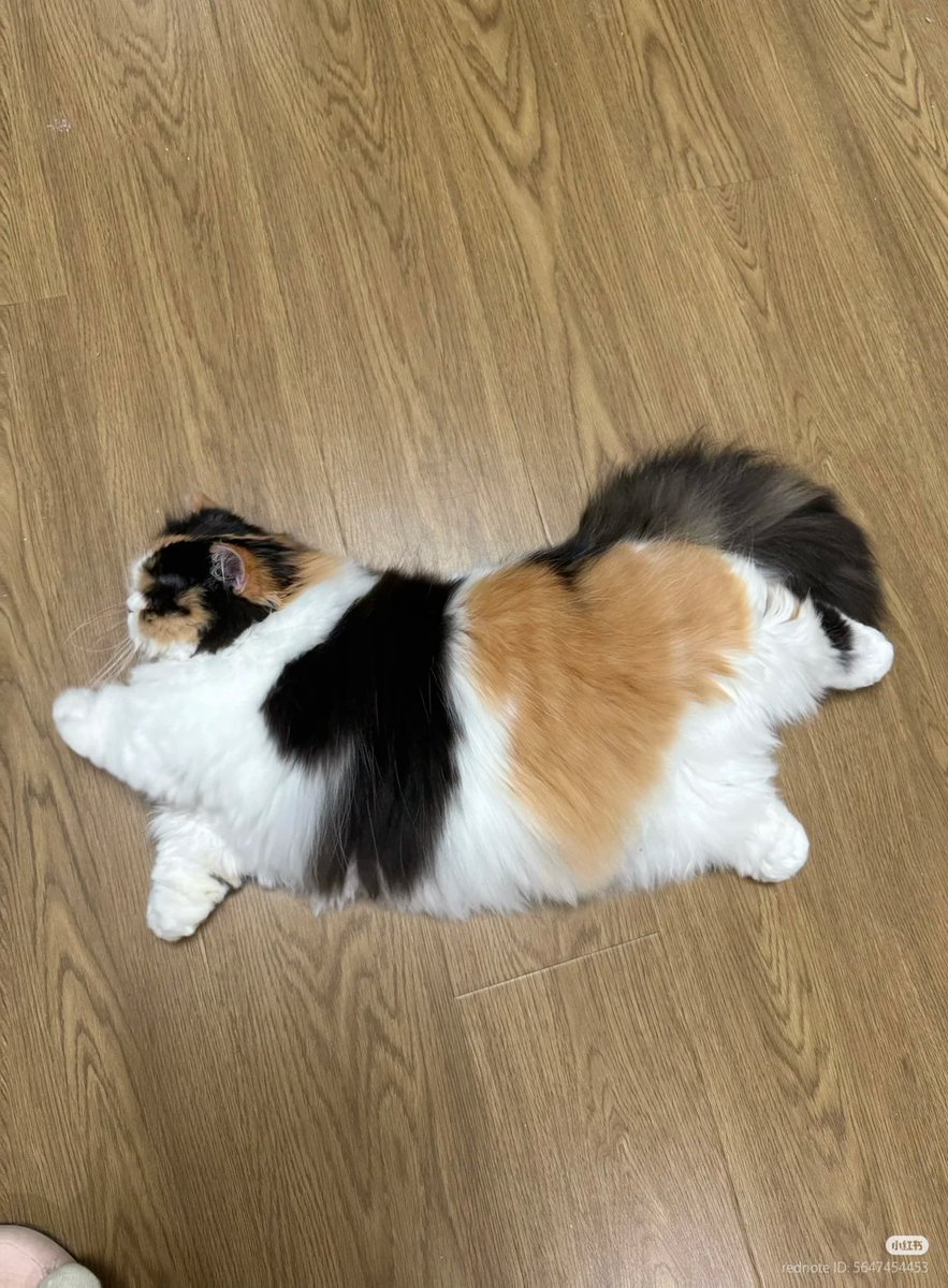 nocontextscats's tweet photo. BIIIIG STRETCHHHHH https://t.co/wxwCsTiJuf