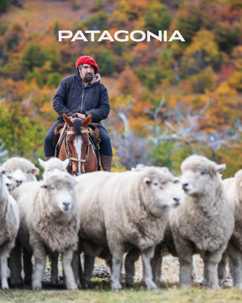 ferda_ynn's tweet photo. En el Día de la Tierra celebramos la Patagonia: pumas, guanacos, cóndores, paisajes inmensos y la calidez de su gente. Una tierra viva que no solo se recorre: te transforma. Gracias a quienes compartieron esta expedición. https://t.co/kUHyWt9Rwx