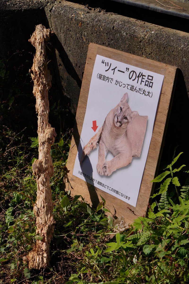 mimakoS2's tweet photo. ピューマ展示場に展示してあった作品。製作者の写真が可愛すぎる☺️ https://t.co/ObrwFyHbNy