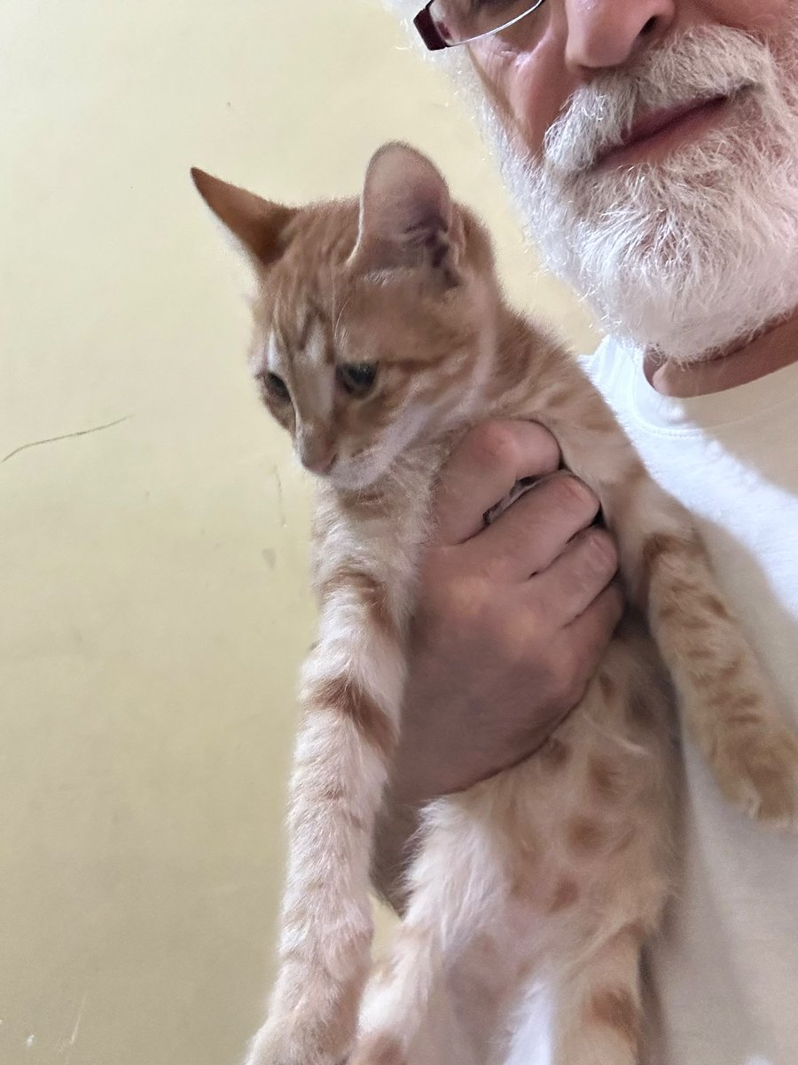 Sadik0707's tweet photo. Hayvanseverlerin dikkatine!

Lütfen iki yavru kediyi sahiplendirmeme yardımcı olabilir misiniz...

Arkadaşlar merhaba,
kedi sahibi olduğumu bilen birileri, bundan bir buçuk ay önce daire kapısının önüne iki yavru bırakıp gitmiş.
Birçoğunuz biliyordur, 12 yaşında iki kedim (Bigi ve Maskara) var. Geçenlerde annesi otomobil tarafından ezilen bir yavru kedi (Duman) daha sahiplendim.
Bir buçuk aydır kapıma bırakılan kedilere bütün bina sakinleri olarak bakıyoruz, fakat artık bunların sahiplendirilmesi gerekiyor.
Yolda ezilmelerini veya kışın ortasında sahipsiz kalmalarını istemiyorum.
Lütfen bunları sahiplendirmeme yardımcı olabilir misiniz?
Kediler Beyoğlu'nda.