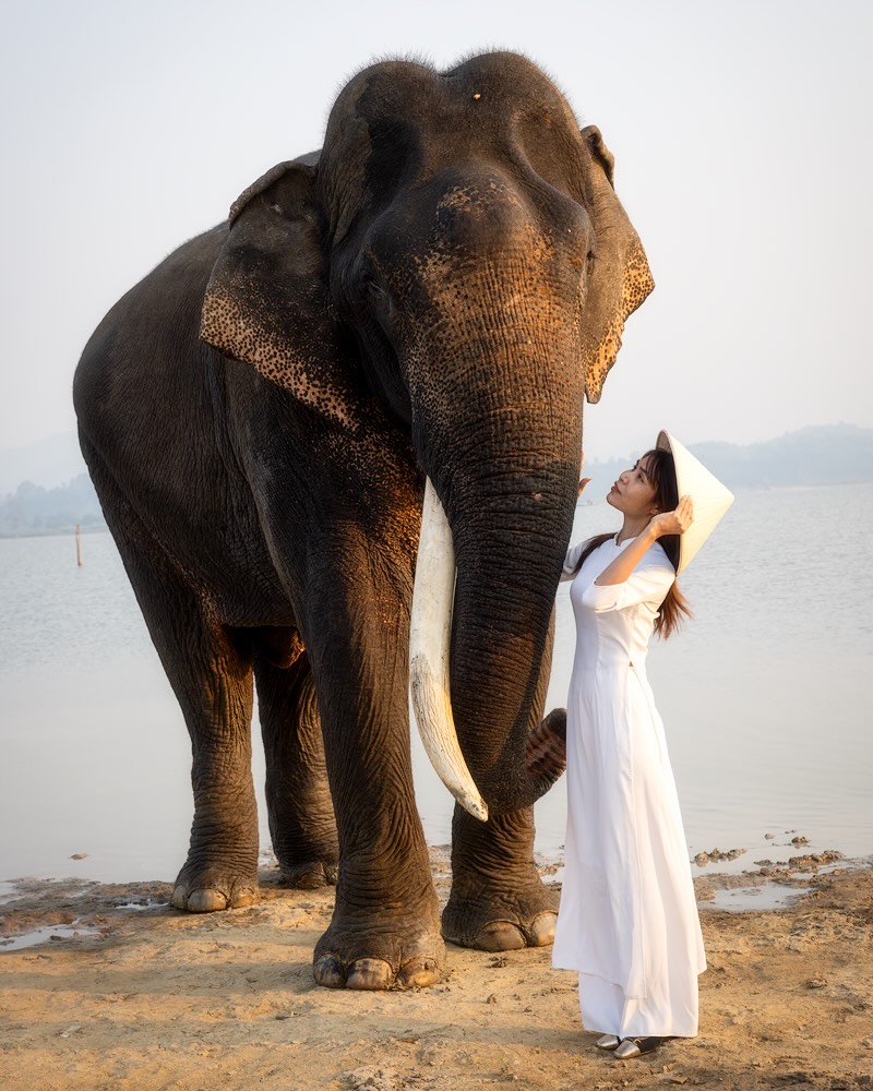nncyrjl's tweet photo. Soft Power

By a tranquil Dak Lak lake, a Mnong woman in a flowing white áo dài shares a dreamlike moment with an elephant—grace and strength meeting in warm morning light, a quiet celebration of trust and harmony. https://t.co/ZJsisaRwRk