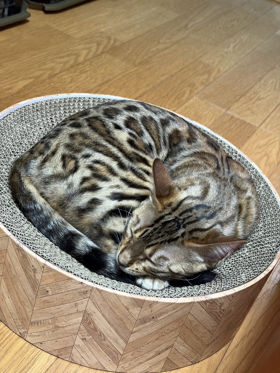 Tyler_D_0111's tweet photo. 俺のメンタル❤️‍🩹回復しないが猫かわいい...😂 https://t.co/xLO32N8tBb