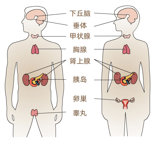 Hondaepuo4's tweet photo. [端悼腺]という言葉を初めて見た。体の不思議な仕組みだね。， https://t.co/nRxrjadVbe