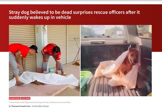PetalSoI's tweet photo. DOG CAME BACK FROM THE DEAD AND IS GOING MEGA VIRAL

This is currently going viral on every social media, even news are reporting on it. 1 TikTok video alone has 3M VIEWS in a day.

Rescue officers in Thailand were called to collect a dead stray dog, only to be shocked when the canine suddenly woke up in a pickup truck.

https://t.co/JBn6mpglfn (3M VIEWS)

https://t.co/Dl8FzdjLj3

News article:
https://t.co/q7r3XoRsrF