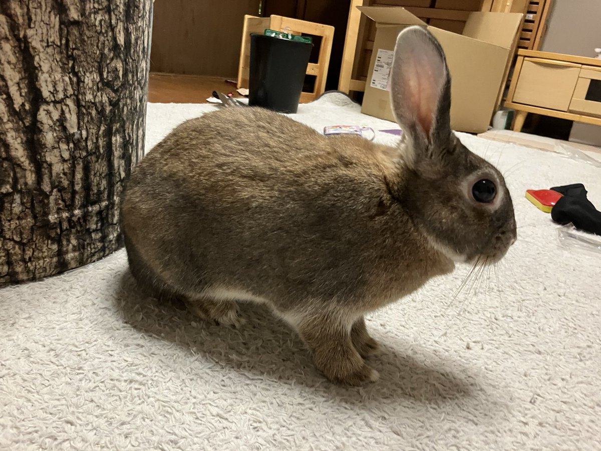 CHAKANEEYAN's tweet photo. 🐰爪切りすっきり♬ https://t.co/a0tTjOnNSI