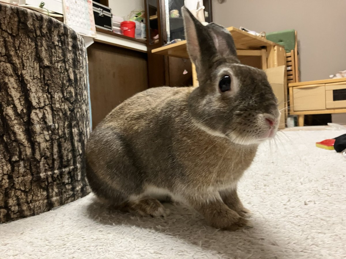 CHAKANEEYAN's tweet photo. 🐰爪切りすっきり♬ https://t.co/a0tTjOnNSI