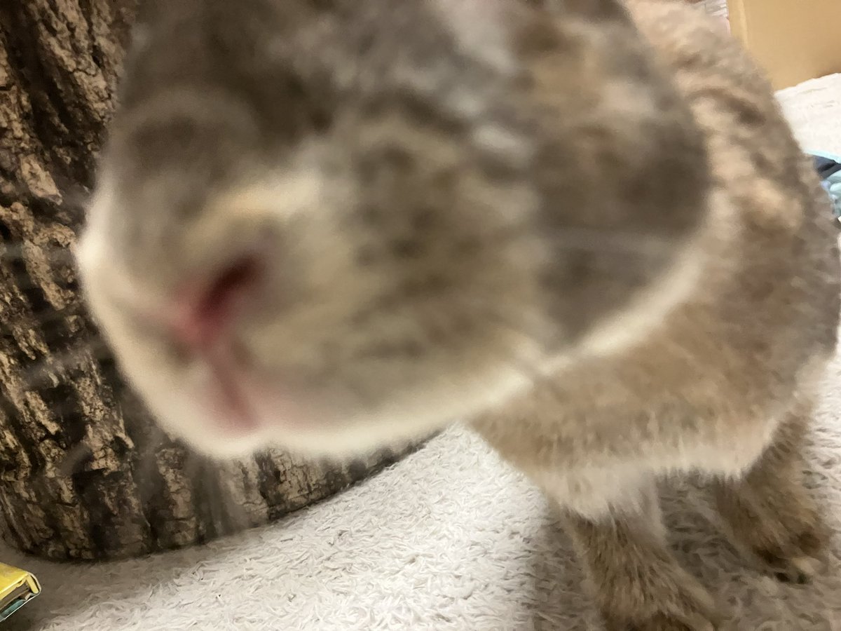 CHAKANEEYAN's tweet photo. 🐰爪切りすっきり♬ https://t.co/a0tTjOnNSI