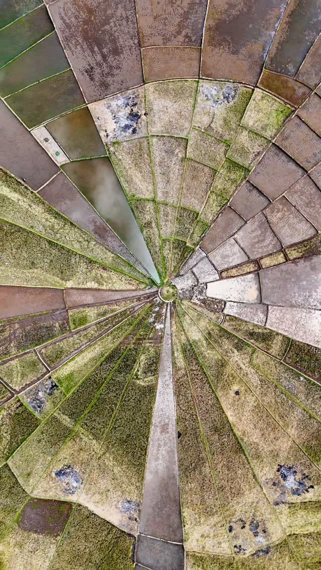 brittlee_07's tweet photo. Near Cancar, Ruteng, Flores, spider web rice fields called lingko form circular patterns from communal Manggarai farming. Families receive wedge-shaped plots radiating from the lodok, the ritual harvest center. https://t.co/DkDwWRGcfI